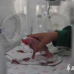 四川・元気なパンダ赤ちゃんが生まれた!|中国語News