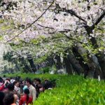 お花見もIT化！武漢大学の桜祭り・顔認証システムも導入｜中国語News